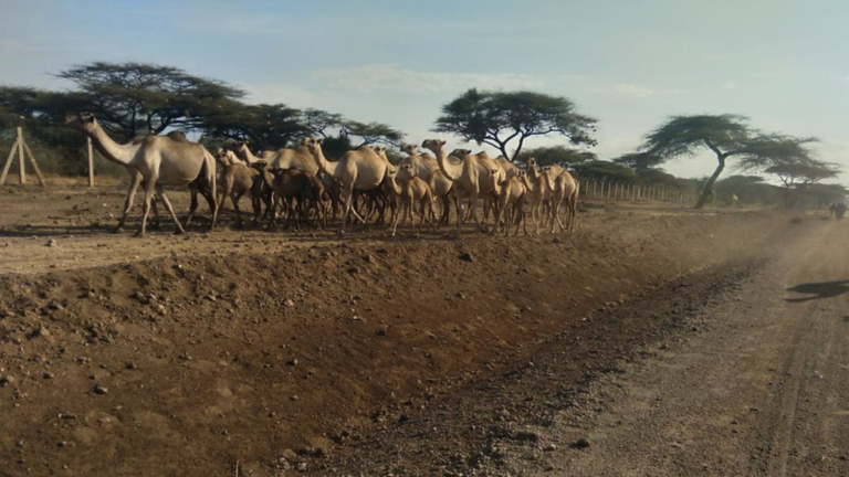 Saving our drylands: Gender, knowledge, and community power
