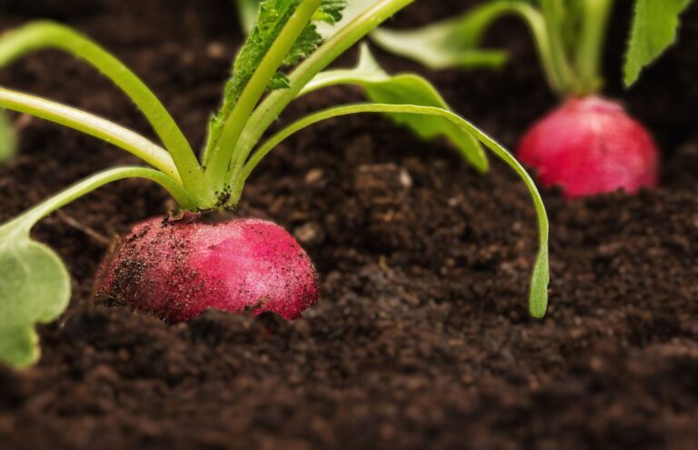 Top innovations shaping Africa’s agricultural future